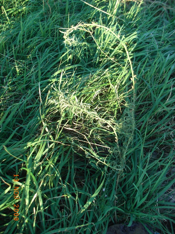 Misopates orontium
